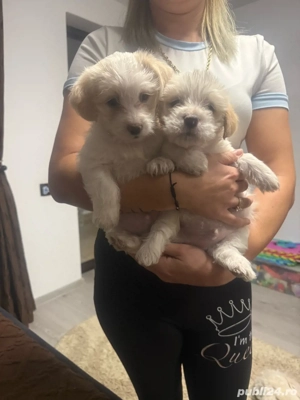 catelusi dragalasi  - imagine 2