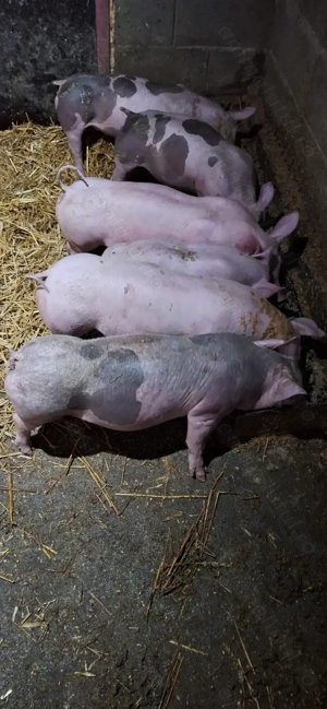 Purcei 10 saptamani rasa mama landrance si tata pietrean daca se iau mai multi pretul se negociaza