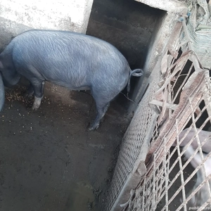 De vânzare porc - imagine 2