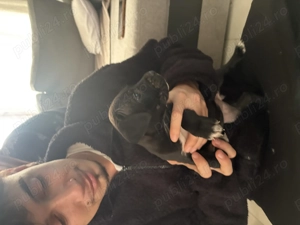 Vând pui de Cane Corso rasa pură  - imagine 4