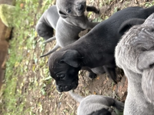 Vând pui de Cane Corso rasa pură 