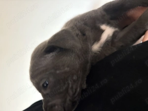 Vând pui de Cane Corso rasa pură  - imagine 2