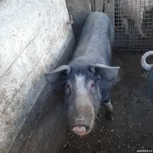 De vânzare porc - imagine 3