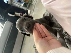 Vând pui de Cane Corso rasa pură  - imagine 3