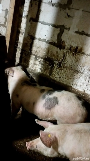 Scroafa de vanzare  - imagine 2