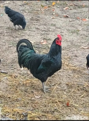 Cocoși Australorp  - imagine 3