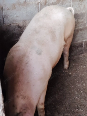 Porci de casă crescuți natural  - imagine 5