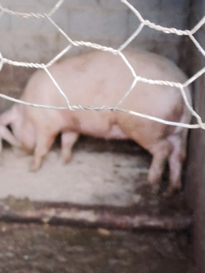 Porci de casă crescuți natural  - imagine 2