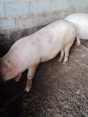 Porci de casă crescuți natural  - imagine 4