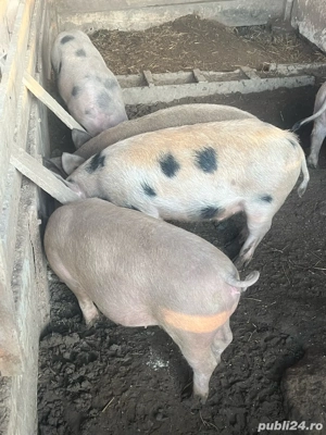 purcei de vanzare  - imagine 2