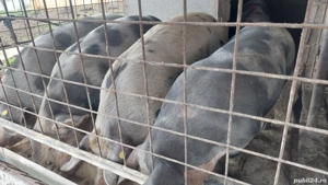 Porci pentru sacrificat 80-140kg - imagine 2