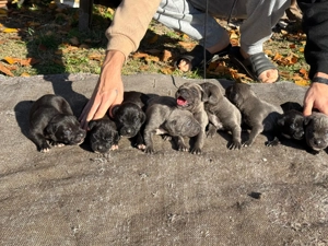 Vând pui de Cane Corso  - imagine 2