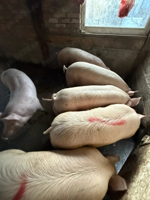 Vând porci 100-130 kg
