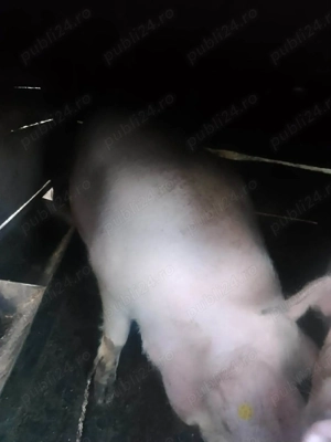 Vând 2 porci mari  - imagine 2