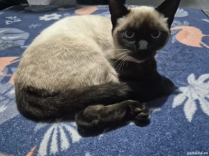 Pisic de rasa siameza