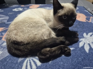 Pisic de rasa siameza - imagine 2