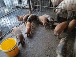 Vand purcei montati     . - imagine 3