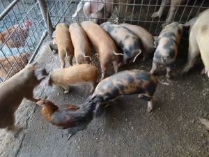 Vand purcei din monta