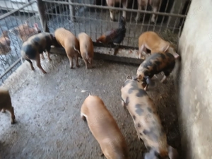 Vand purcei montati     . - imagine 2