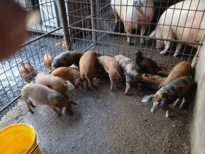 Vand purcei montati     . - imagine 4