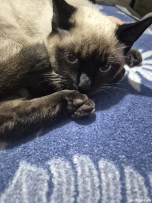 Pisic de rasa siameza - imagine 3