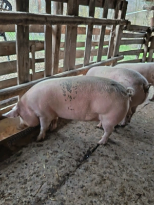 Porci de vanzare - imagine 2