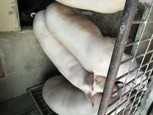 PORC de vânzare crescut la țară  - imagine 4