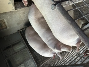 PORC de vânzare crescut la țară  - imagine 5