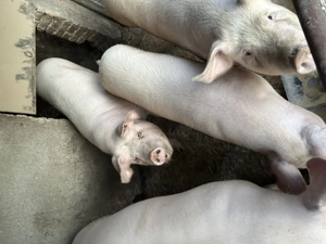 PORC de vânzare crescut la țară  - imagine 3