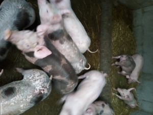 vind purcei - imagine 3