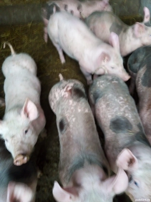 vind purcei - imagine 4