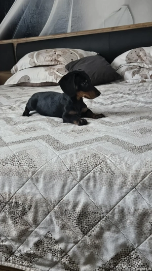 Teckel cu par scurt  - imagine 3