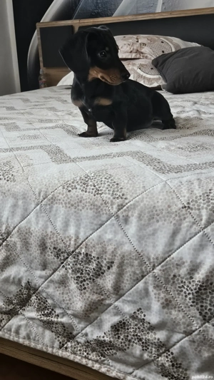 Teckel cu par scurt  - imagine 4