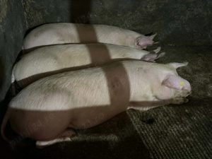 Porci de 130-150 kg. - imagine 2