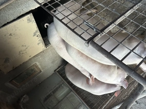 PORC de vânzare crescut la țară  - imagine 2