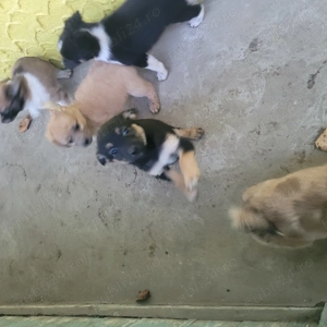 Donez căței talie mică - imagine 2