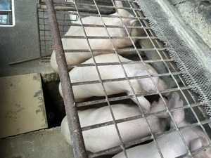 PORC de vânzare crescut la țară 