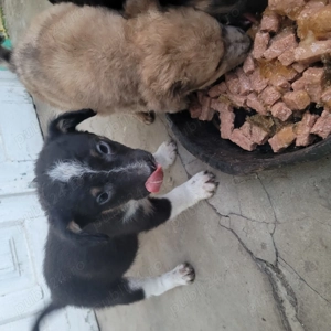 Donez căței talie mică - imagine 5