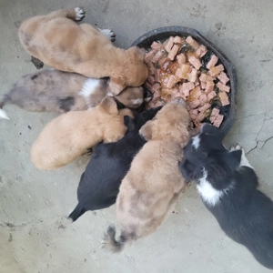 Donez căței talie mică - imagine 3