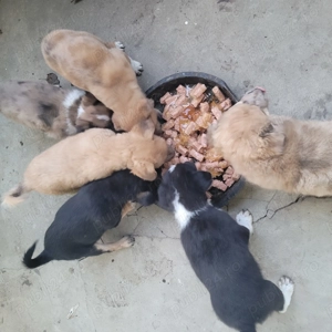 Donez căței talie mică - imagine 4