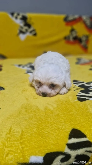 bichon maltez baietei - imagine 2