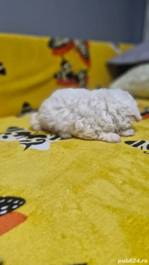 bichon maltez baietei
