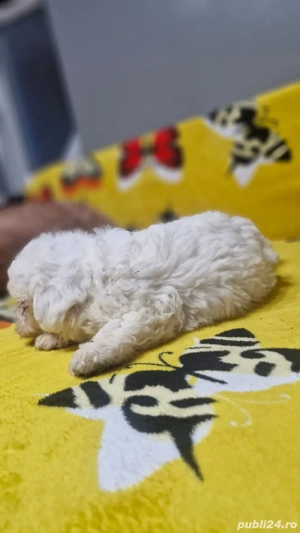 bichon maltez baietei - imagine 3