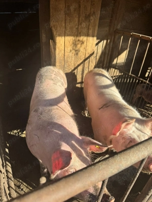 Porci de vanzare 140-160kg pentru sacrificat de Crăciun  - imagine 2