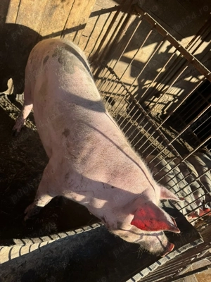 Porci de vanzare 140-160kg pentru sacrificat de Crăciun  - imagine 3