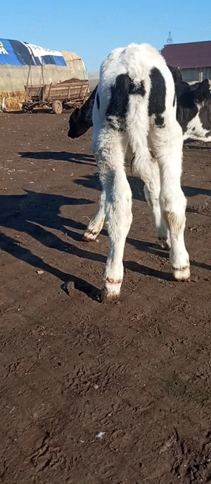 Vând tăuraș foarte frumoși 