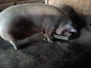 Porci de vanzare - imagine 5
