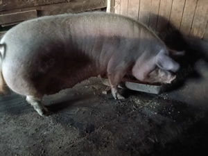 Porci de vanzare - imagine 3