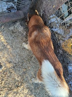 Se vinde mascul husky varsta 3 ani - imagine 2