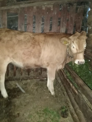 Vand junica vitea vitel - imagine 3